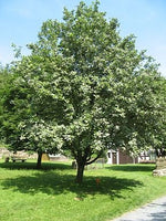 3 Graines d'Alisier blanc, Sorbus aria