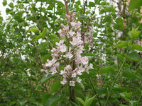 3 Graines de Lilas de Giraldi, Syringa oblata