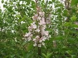 10 Graines de Lilas de Giraldi, Syringa oblata