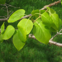 3 Graines de Lilas de Pékin, Syringa pekinensis