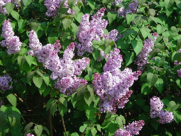 5 Graines de Lilas Commun, Syringa vulgaris