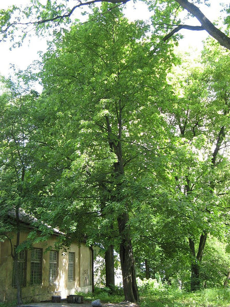 Graines de Tilleul d'Amérique, Tilia Americana