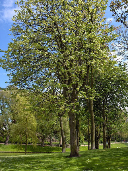 3 Graines de Tilleul à grandes feuilles, Tilia platyphyllos