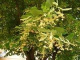 10 Graines de Tilleul à grandes feuilles, Tilia platyphyllos