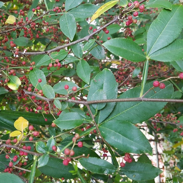 7 Graines de Poivre de Timut, Zanthoxylum armatum, Zanthoxylum planispinum