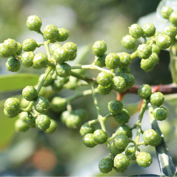 5 Graines de Poivre de Sichuan, Zanthoxylum piperitum