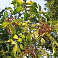 3 Graines de Poivre de Sichuan, Zanthoxylum piperitum