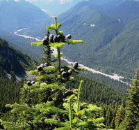 3 Graines de Sapin gracieux, Abies amabilis