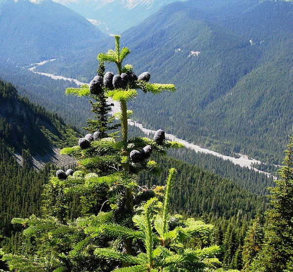 10 Graines de Sapin gracieux, Abies amabilis