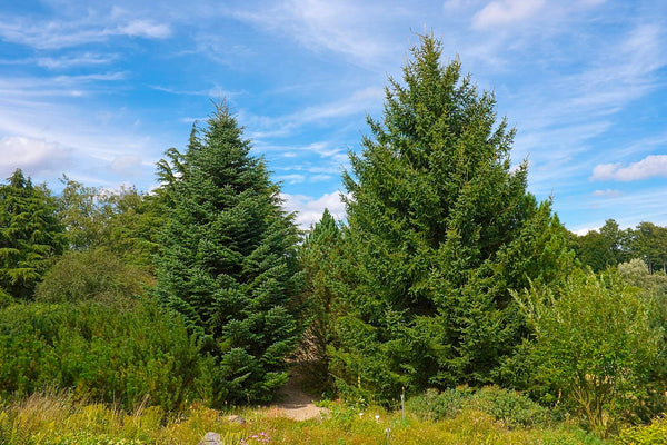 5 Graines de Abies cephalonica, Sapin de Céphalonie, Sapin de Grèce