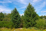 10 Graines de Abies cephalonica, Sapin de Céphalonie, Sapin de Grèce