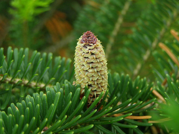 3 Graines de Sapin de Fraser, Abies fraseri