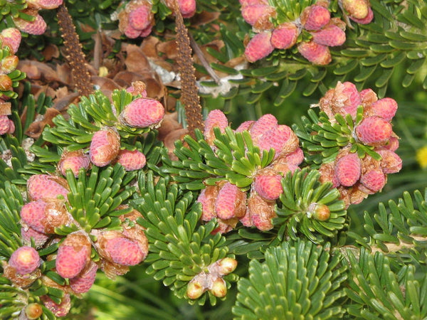 3 Graines de Sapin de Corée, Abies koreana