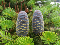 3 Graines de Sapin de Corée, Abies koreana