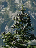 10 Graines de Sapin subalpin, Abies lasiocarpa