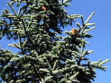 3 Graines de Sapin rouge, Abies magnifica