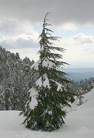 7 Graines de Cèdre de Chypre, Cedrus brevifolia