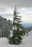 3 Graines de Cèdre de Chypre, Cedrus brevifolia