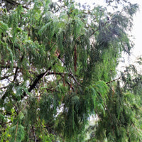 10 Graines de Cupressus cashmeriana, Cyprès du Cachemire