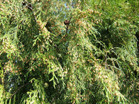 10 Graines de Cyprès de Chine, Cupressus funebris