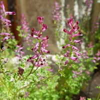 5 Graines de Fumaria officinalis, Fumeterre officinale