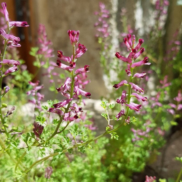 10 Graines de Fumaria officinalis, Fumeterre officinale