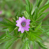 10 Graines de Geranium dissectum, Géranium à feuilles découpées