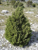 5 Graines de Genévrier de Phénicie, Genévrier rouge, Juniperus phoenicea