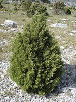 3 Graines de Genévrier de Phénicie, Genévrier rouge, Juniperus phoenicea