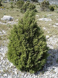 10 Graines de Genévrier de Phénicie, Genévrier rouge, Juniperus phoenicea