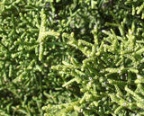 5 Graines de Genévrier de Phénicie, Genévrier rouge, Juniperus phoenicea