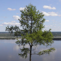 5 Graines de Mélèze de Dahurie, Larix gmelinii