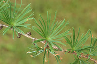 3 Graines de Mélèze du Japon, Larix kaempferi