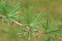 10 Graines de Mélèze du Japon, Larix kaempferi