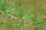 5 Graines de Mélèze du Japon, Larix kaempferi