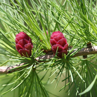 7 Graines de Mélèze d'Amérique, Mélèze laricin, Larix laricina