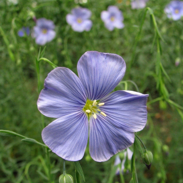 20 Graines de Lin vivace, Linum perenne 'nanum blue sapphire'