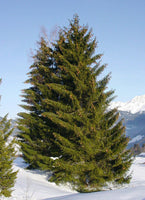 10 Graines de Épicéa commun, Picea abies