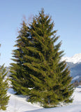 40 Graines de Épicéa commun, Picea abies