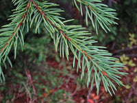 5 Graines de Épinette d'Engelmann, Épicéa d'Engelmann, Picea engelmannii