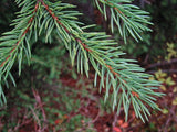 10 Graines de Épinette d'Engelmann, Épicéa d'Engelmann, Picea engelmannii