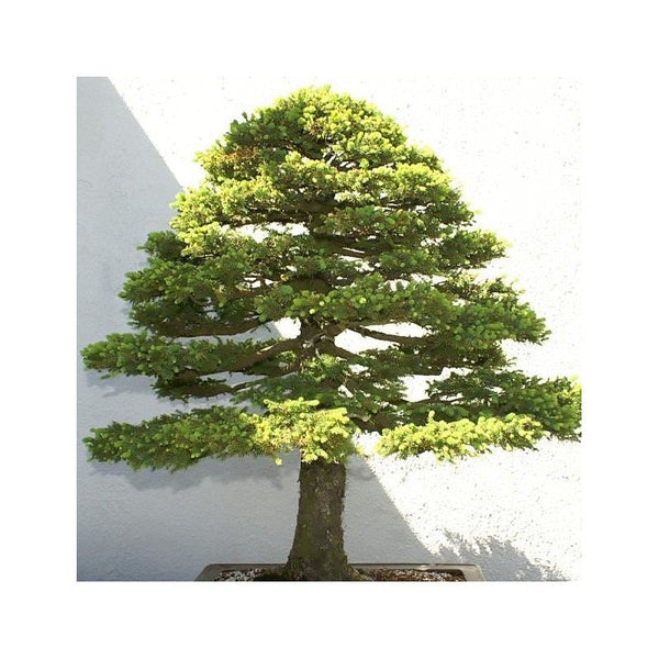 40 Graines de Épicéa du Japon, Picea jezoensis