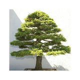 20 Graines de Épicéa du Japon, Picea jezoensis