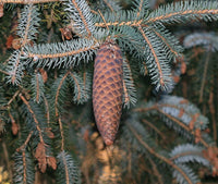 5 Graines de Épicéa du Lijiang, Sapin de Likiang, Picea likiangensis