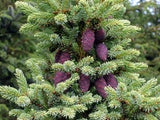 30 Graines de Épinette noire, Picea Mariana