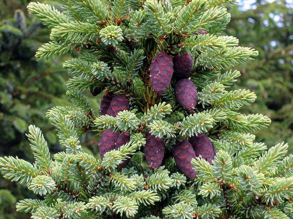 20 Graines de Épinette noire, Picea Mariana