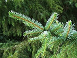 3 Graines de Épicéa de Serbie, Picea omorika