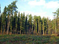 20 Graines de Épicéa de Serbie, Picea omorika