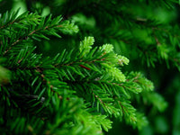 7 Graines de Épicéa d'Orient, Sapinette du Caucase, Picea orientalis