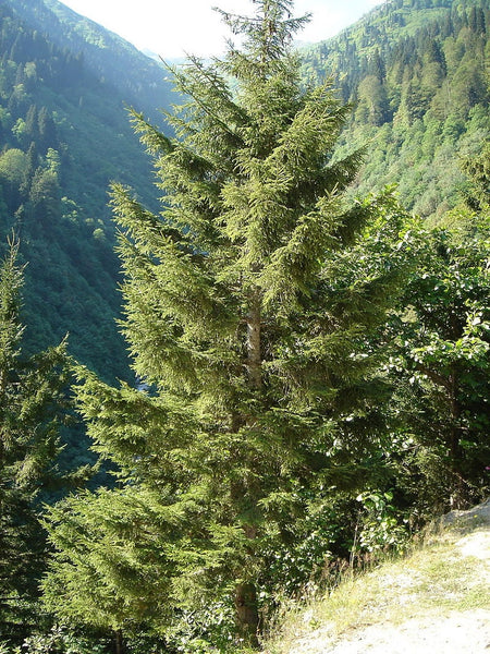 3 Graines de Épicéa d'Orient, Sapinette du Caucase, Picea orientalis